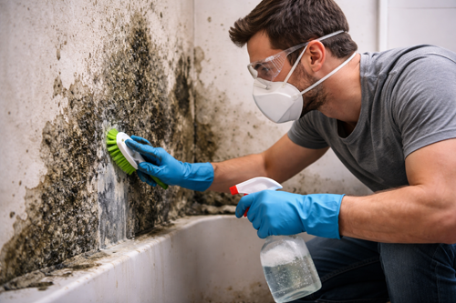 DIY Mold Removal vs. Professional Services: What You Need to Know