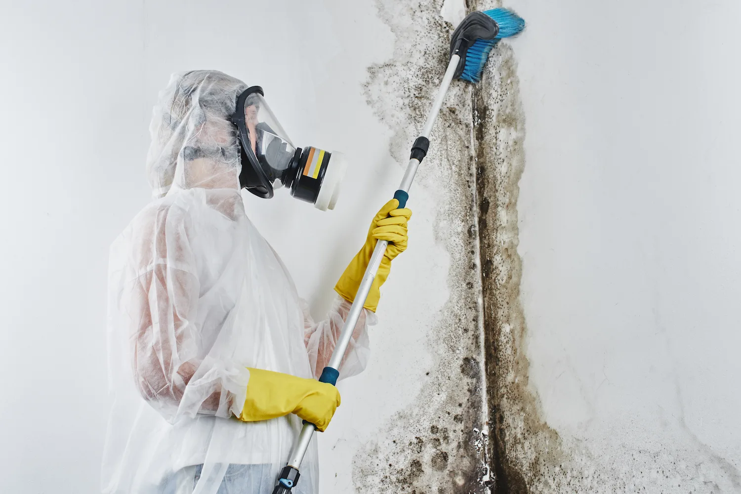 Image depicting a mold cleansing