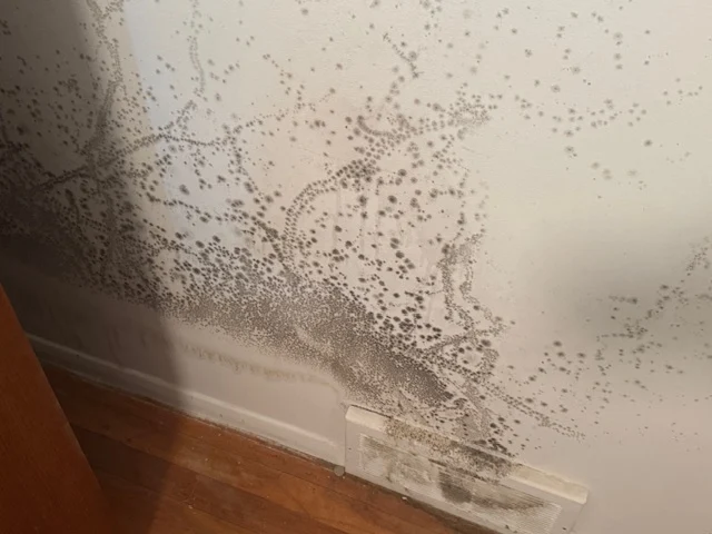 A picture of mold growing on a wall.